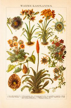 Lithographie ancienne en couleurs Plantes de serre chaude sur Studio Wunderkammer