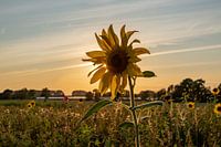 Sunflower in front of the setting sun