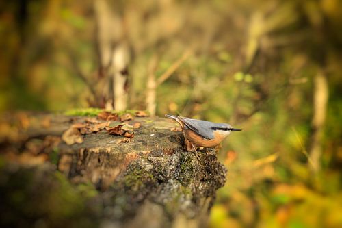 Boomklever foeragerend in de Schwenninger Moos