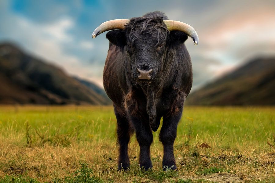 Highlander