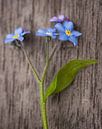 Forget-me-nots by Ada Zyborowicz thumbnail