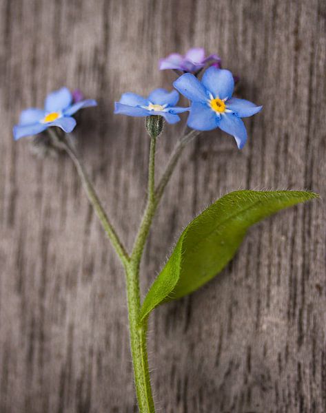 Forget-me-nots by Ada Zyborowicz