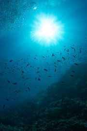 Sunburst by Jan van Kemenade