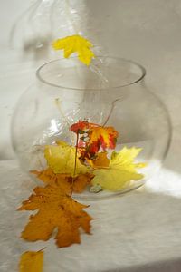 Stilleben 'Herbst 10