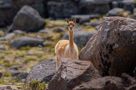Young vicuna peeking behind rocks by FlashFwd Media