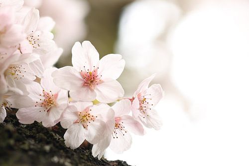 Wollige Sakura.2