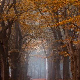 Forest photography "greaterleaf" by Björn van den Berg