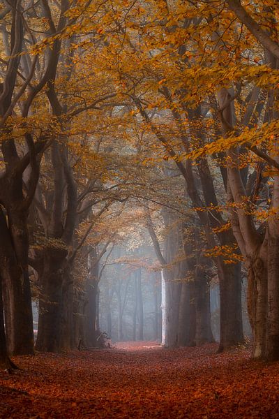 Forest photography &quot;greaterleaf&quot; by Björn van den Berg