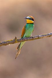 Mangeur d'abeilles, Merops apiaster.