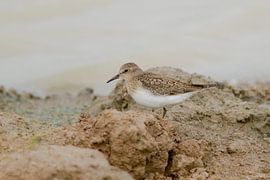 Temminck's sandpiper by Ruben Evers