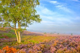 Blooming Heather plants in Heathland landscape with birch trees by Sjoerd van der Wal Photography
