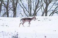 Jong damhert in de sneeuw van Anne Zwagers thumbnail