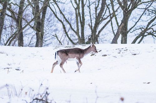 Young fallow deer in the snow