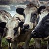 Cows Huddled Close Together van Urban Photo Lab