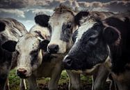 Cows Huddled Close Together van Urban Photo Lab thumbnail