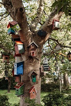 Huisjes in de Hemel: Een Vrolijke Vogelbuurt van Heleen. Visual Storytelling