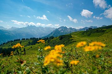 Vue fleurie sur les Alpes de l'Allgäu depuis le Fellhorn sur Leo Schindzielorz