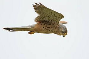 Torenvalk van Menno Schaefer