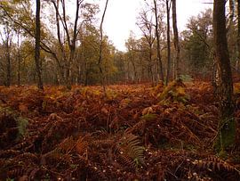 Fougères dans la forêt sur De FotoBakker