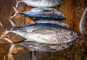 Fresh Tuna sur Ruurd Dankloff