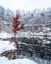 Eenzaam in de winter van Joris Machholz thumbnail