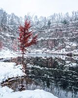 Eenzaam in de winter