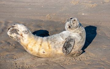 Grey seal by Pieter Heres