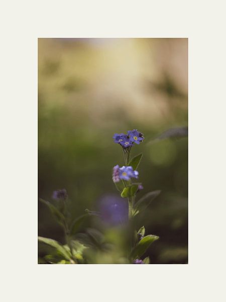 Vergeet-mij-nietje van Finch-Art