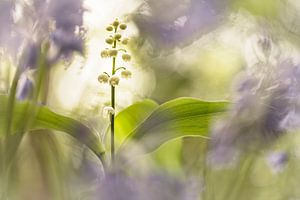 Lily of the Valley zusammen mit Bluebells