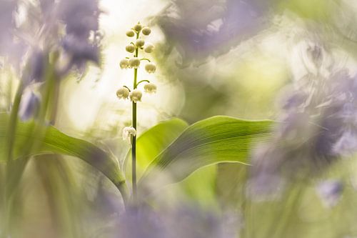 Lelietjes van Dalen samen met Boshyacinten