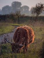 Großer Weidegänger