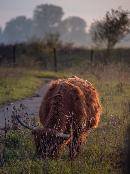 Großer Weidegänger von Eline Huizenga