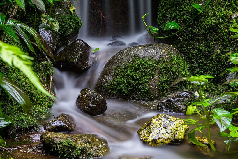 Jungle vibes by Jeffrey Hol