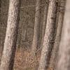 Abstracte bomen van Karel Ton
