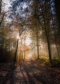 Speulderbos by Jelle Bakker