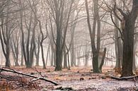 Bevroren bos op de Veluwe by Evert Jan Kip thumbnail
