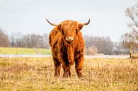 Schotse Hooglander in het natuurgebied bij Fortmond van Henk Hulshof thumbnail