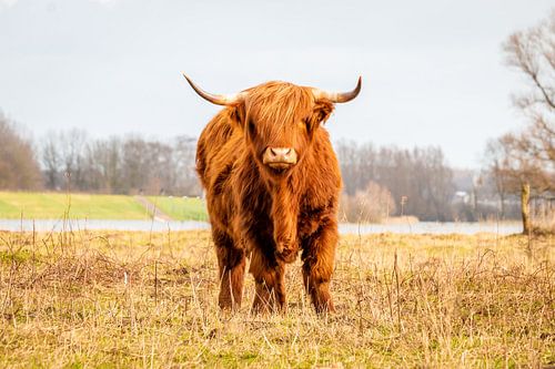 Schotse Hooglander in het natuurgebied bij Fortmond