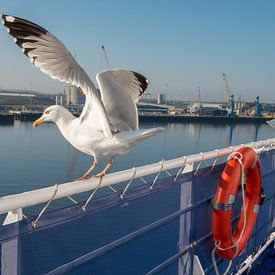 Ben ter Mull Profile picture