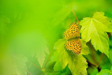 De braamparelmoervlinder van Danny Slijfer Natuurfotografie