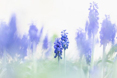 Blauwe druifjes in het veld