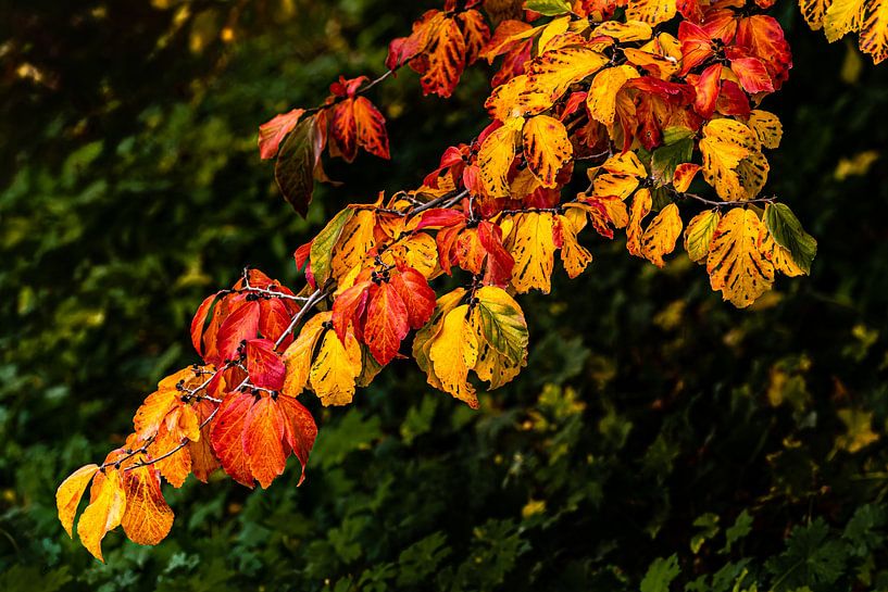 Branche avec des feuilles colorées en automne par Dieter Walther