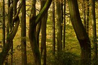 Speulderbos - Slingerende Boomstammen