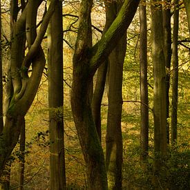 Speulderbos - Schwingende Baumstämme von Frank Smit Fotografie