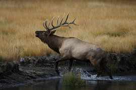 Elk, Wapiti, Cervus elephas, Yellowstone National Park, Wyoming von Frank Fichtmüller