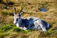 Reindeer calf lazing in the sun in Scotland's Cairngorm Mountains