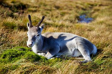Reindeer calf lazing in the sun in Scotland's Cairngorm Mountains by Laura Krol