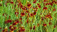Prairie Sun Hat