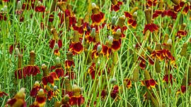 Prairie Sun Hat by Henk Rombouts