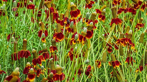 Prairie Sun Hut von Henk Rombouts